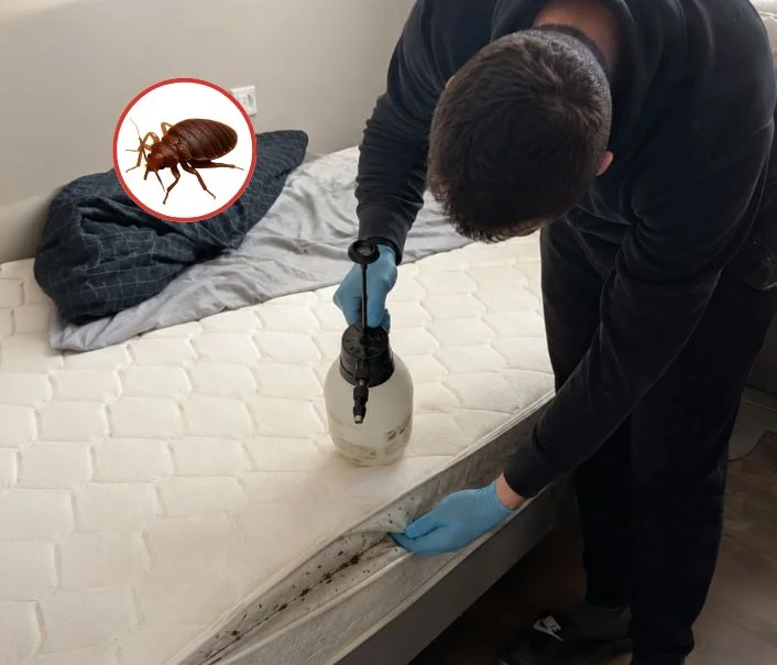 Technicien traitant un matelas contre les punaises de lit à Ambleville